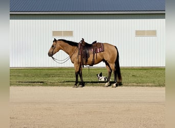 American Quarter Horse, Wałach, 13 lat, Jelenia