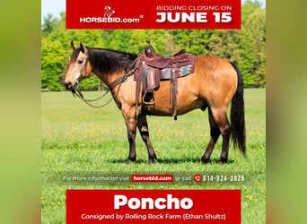 American Quarter Horse, Wałach, 13 lat, Jelenia
