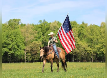 American Quarter Horse, Wałach, 13 lat, Jelenia