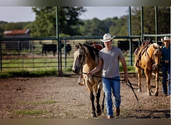 American Quarter Horse, Wałach, 13 lat, Jelenia