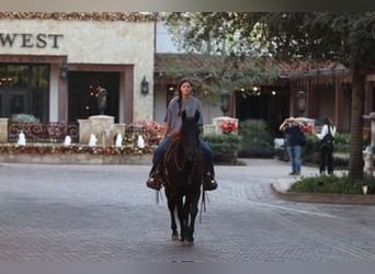 American Quarter Horse, Wałach, 13 lat, Kara