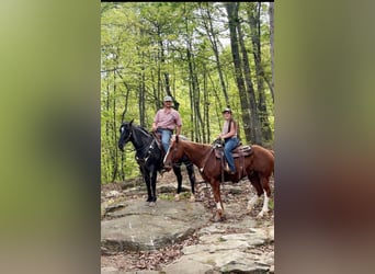 American Quarter Horse, Wałach, 13 lat, Karodereszowata