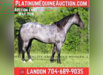 American Quarter Horse, Wałach, 13 lat, Karodereszowata