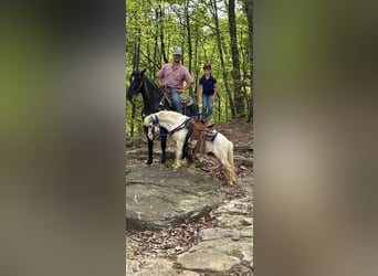 American Quarter Horse, Wałach, 13 lat, Karodereszowata