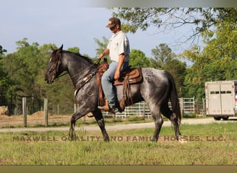 American Quarter Horse, Wałach, 13 lat, Karodereszowata