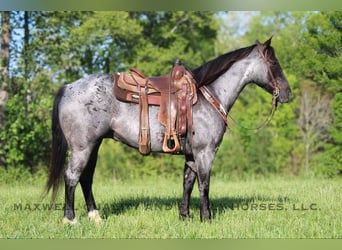American Quarter Horse, Wałach, 13 lat, Karodereszowata