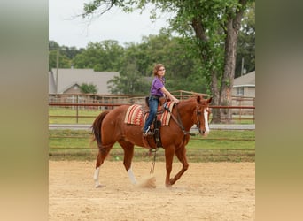 American Quarter Horse, Wałach, 13 lat, Kasztanowatodereszowata