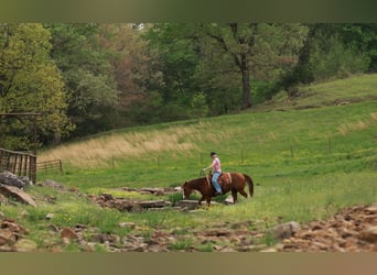 American Quarter Horse, Wałach, 13 lat, Kasztanowatodereszowata