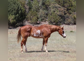American Quarter Horse, Wałach, 13 lat, Kasztanowatodereszowata