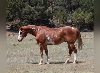 American Quarter Horse, Wałach, 13 lat, Kasztanowatodereszowata
