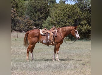 American Quarter Horse, Wałach, 13 lat, Kasztanowatodereszowata