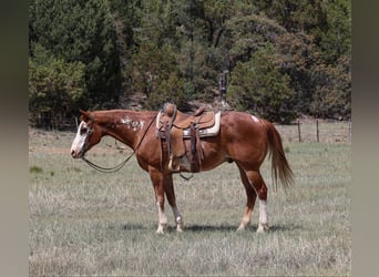 American Quarter Horse, Wałach, 13 lat, Kasztanowatodereszowata