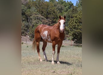 American Quarter Horse, Wałach, 13 lat, Kasztanowatodereszowata