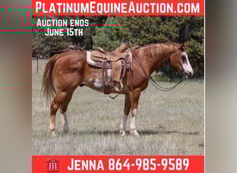 American Quarter Horse, Wałach, 13 lat, Kasztanowatodereszowata