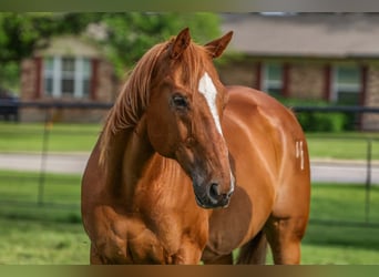 American Quarter Horse Mix, Wałach, 14 lat, 142 cm, Cisawa