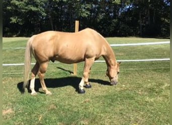 American Quarter Horse, Wałach, 14 lat, 142 cm, Izabelowata