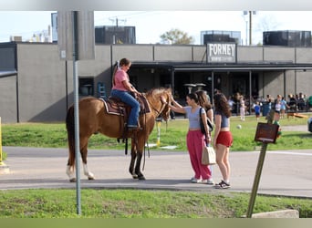 American Quarter Horse, Wałach, 14 lat, 142 cm, Jelenia