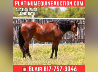 American Quarter Horse, Wałach, 14 lat, 145 cm, Gniada