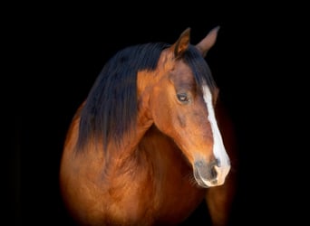 American Quarter Horse, Wałach, 14 lat, 145 cm, Gniada
