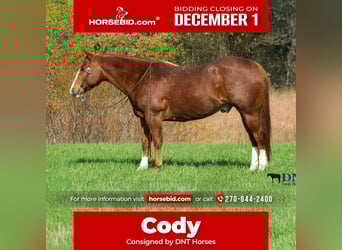 American Quarter Horse, Wałach, 14 lat, 147 cm, Ciemnokasztanowata