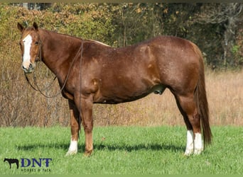 American Quarter Horse, Wałach, 14 lat, 147 cm, Ciemnokasztanowata