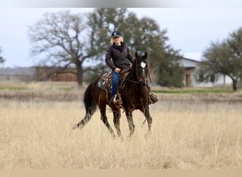 American Quarter Horse, Wałach, 14 lat, 147 cm, Gniada