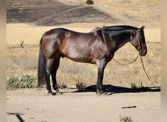American Quarter Horse, Wałach, 14 lat, 150 cm, Gniadodereszowata