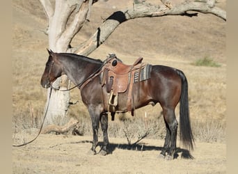 American Quarter Horse, Wałach, 14 lat, 150 cm, Gniadodereszowata
