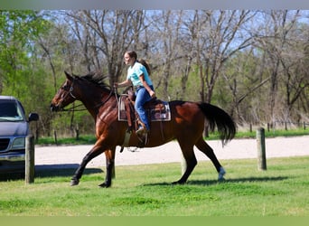 American Quarter Horse, Wałach, 14 lat, 152 cm, Gniada