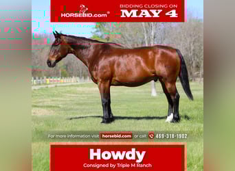 American Quarter Horse, Wałach, 14 lat, 152 cm, Gniada