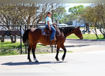 American Quarter Horse, Wałach, 14 lat, 152 cm, Gniada