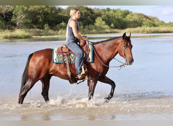 American Quarter Horse, Wałach, 14 lat, 152 cm, Gniada