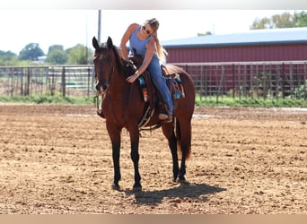 American Quarter Horse, Wałach, 14 lat, 152 cm, Gniada