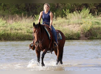 American Quarter Horse, Wałach, 14 lat, 152 cm, Gniada