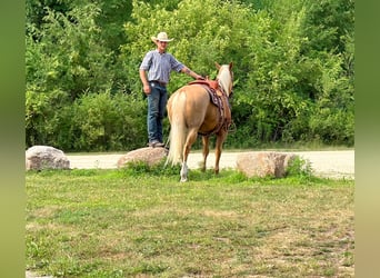 American Quarter Horse, Wałach, 14 lat, 152 cm, Izabelowata