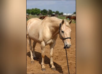 American Quarter Horse, Wałach, 14 lat, 152 cm, Izabelowata