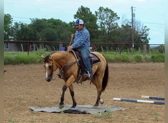 American Quarter Horse, Wałach, 14 lat, 152 cm, Jelenia