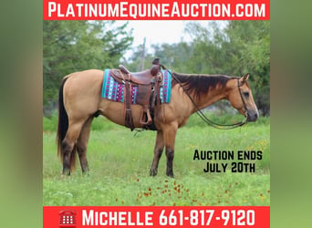 American Quarter Horse, Wałach, 14 lat, 152 cm, Jelenia