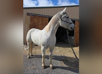 American Quarter Horse, Wałach, 14 lat, 152 cm, Siwa