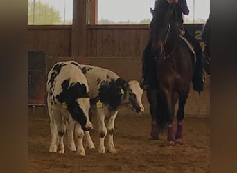 American Quarter Horse, Wałach, 14 lat, 153 cm, Gniada