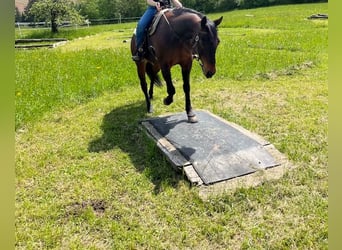 American Quarter Horse, Wałach, 14 lat, 153 cm, Gniada