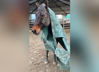 American Quarter Horse, Wałach, 14 lat, 153 cm, Gniada