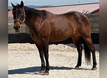 American Quarter Horse, Wałach, 14 lat, 153 cm, Gniada
