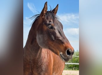 American Quarter Horse, Wałach, 14 lat, 153 cm, Gniada