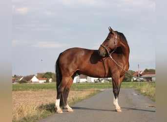 American Quarter Horse Mix, Wałach, 14 lat, 153 cm, Srokata