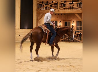 American Quarter Horse, Wałach, 14 lat, 155 cm, Cisawa