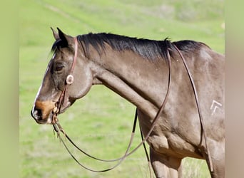 American Quarter Horse, Wałach, 14 lat, 155 cm, Gniada