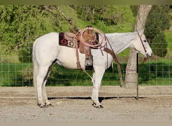 American Quarter Horse, Wałach, 14 lat, 155 cm, Siwa