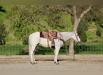 American Quarter Horse, Wałach, 14 lat, 155 cm, Siwa