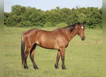 American Quarter Horse, Wałach, 14 lat, 157 cm, Gniadodereszowata